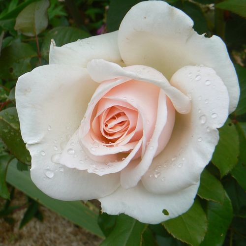 Rosa Prince Jardinier® - roz - Trandafir copac cu trunchi înalt - cu flori teahibrid - coroană dreaptă